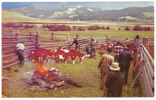 1950s COWBOYS Branding Irons CATTLE RANCH Photo Postcard COLORADO 