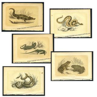 Vintage Antique Snakes, Lizards and Frog Prints Bicknells Natural 