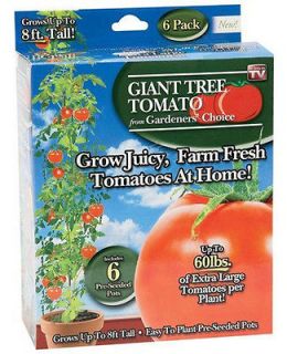 Giant Tomato Tree   6 Pre seeded Pots