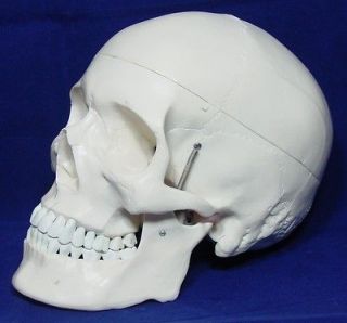 Anatomical Human Skull Model 3 parts High Quality New