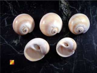 Shark Eye Shells Seashells 1.5  2 Hermit Crab Shell