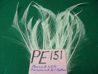 25 WHITE PEACOCK FURNS/SWORDS TAIL FEATHERS (PE151)