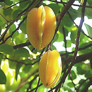   carambola STAR FRUIT, Grafted Named Varieties, Patio Tree ~PLANT