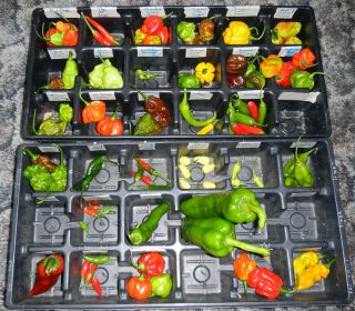 100 SUPER HOT ORGANICALLY GR​OWN CHILE PEPPERS GHOST CHILE,7 POT 