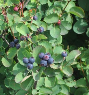 Saskatoon Serviceberry, Amelanchier alnifolia, Seeds