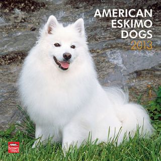 American Eskimo Dogs 2013 Wall Calendar