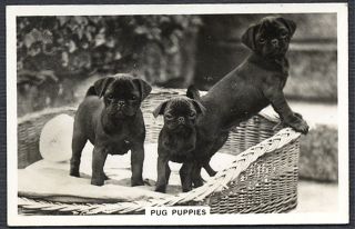   PUG PUPPIES SENIOR SERVICE 1939 DOG PHOTO CIGARETTE / TOBACCO CARD