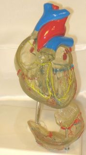 Transparent heart anatomy medical anatomical model teaching education 