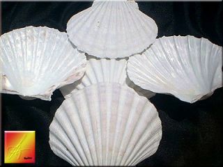 25 Real White Irish Baking Scallops Shells Seashells for Baking 
