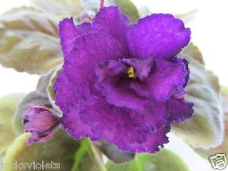African Violet Plant   Purple Passion