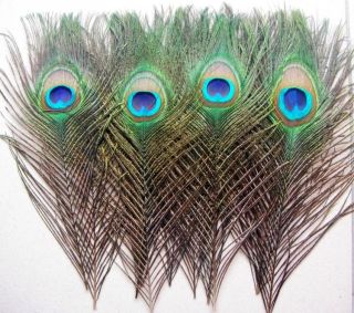 New 50pcs real Natural color Peacock Tail Feathers 10 12 inches 25 30 