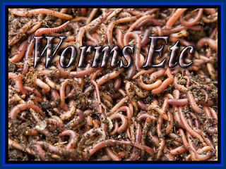 Red wigglers Red Worms 1lb 1,000 Live Wiggler Worm composting Worms 