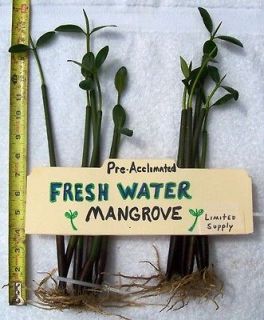MANGROVE MANGROVES 14 FRESHWATER PLANTS FISH AQUARIUM TANK NITRATE 