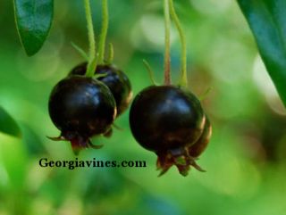 Ugni myricoides Black Chilean Guava 10 seeds