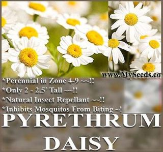 30 PYRETHRUM DAISY SEEDS KILL BUGS INSECTS ~ NATURAL MOSQUITO 