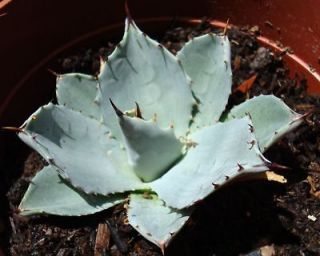 agave plant in Plants