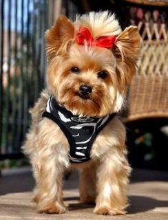 CHOKE FREE Designer Dog Harness Step In ZEBRA XS   L