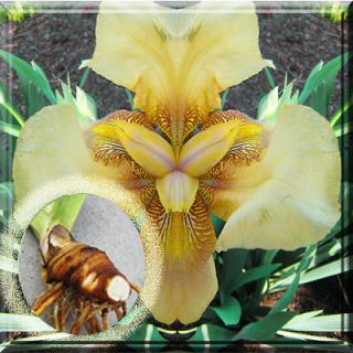 One Fresh Yellow Bearded Iris Bulb Root Fan 3   5 w/ eye