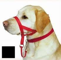 Coastal Holt Halti Collars Colors Dog Pet NEW all types