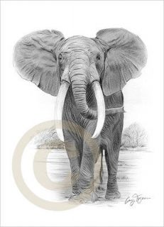 AFRICAN ELEPHANT b&w watercolour pencil drawing art A4 giclee print