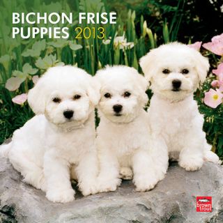 Bichon Frise Puppies 2013 Wall Calendar