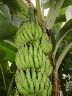 banana tree seeds in Flowers, Trees & Plants