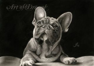 black french Bulldog französische Bulldogge Puppy Drawing Art 