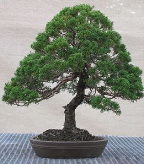 SHIMPAKU JUNIPER FOR BONSAI WELL ROOTED CUTTINGS 3 5IN TALL CHINESE 