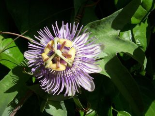 YELLOW tropical batwing passion flower vine Passiflora citrina PLANT