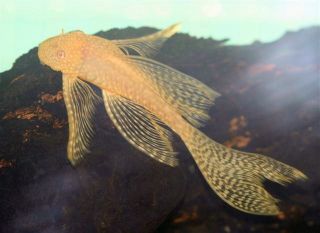 Albino Longfin Bristlenose Pleco Live Aquarium Fish
