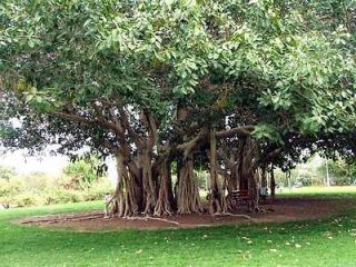 10 Ficus Benghalensis SACRED BANYAN TREE seeds BONSAI India Bangladesh 