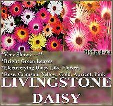   LIVINGSTONE DAISY Flower Seeds   Mesembryanthemum Ice Plant Seeds