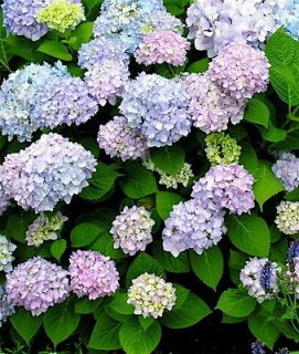 Endless Summer Hydrangea 5 Cuttings Pink White, & Blue FLOWERING SHRUB