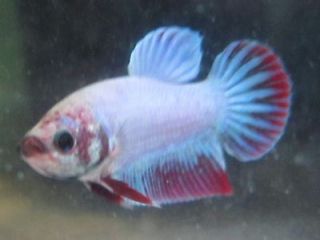 Female Betta Live Freshwater Aquarium Fish