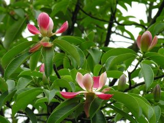 Red Lotus Tree (manglietia / magnolia insignis) 20+EXTRA seeds. Rare