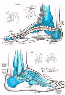 PRECISION FOOT REFLEXOLOGY CHART Connections to Spine & Neck, Legs 