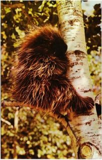 Porcupine Sitting on Birch Branch Postcard