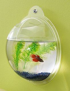 aquarium fish tank in Fish Bowls
