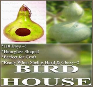 Gourd seeds   BIRDHOUSE BIRD HOUSE GOURD ~ CRAFT GLOSSY