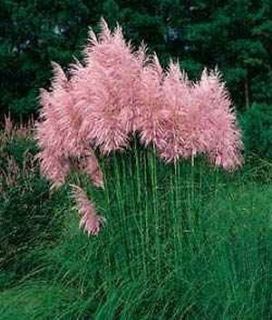 pink pampas grass in Ornamental Grasses