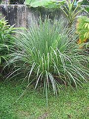 10000 EAST INDIAN LEMON GRASS seeds Cymbopogon Flexuosus