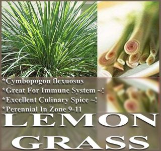  flexuosus ~ LEMON GRASS LEMONGRASS SEEDS ~Used fresh or dried