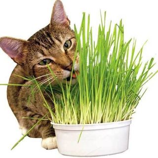 50gm 100% Natural Oat Grass 1,000+ Seeds Cat Rabbit Pet