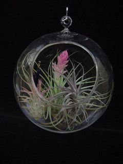 Airplant/Tilla​ndsia Glass Orb Terrarium Air​plant Garden #1