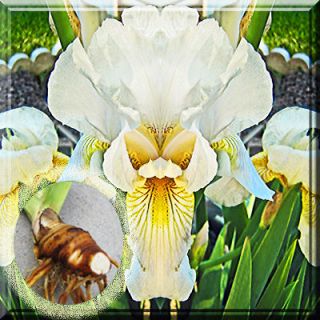 Fresh Dug White Bearded Iris Bulbs, Roots, Fan 3   5 w/ eye
