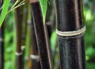 Black Bamboo Plant * Seed Packet with Planting Information