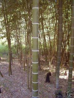 Moso Giant Timber Bamboo Phyllostachys edulis 5 gal.