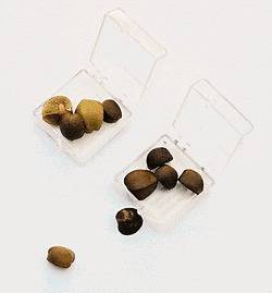   GENUINE LIVE MEXICAN JUMPING BEANS FASCINATING GREAT UNUSUAL GIFT