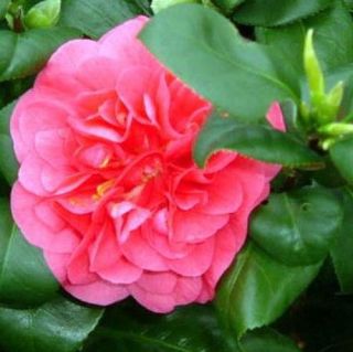 Curly Lady Camellia   4 Pot   Curly Branches & Leaves   Outdoors 