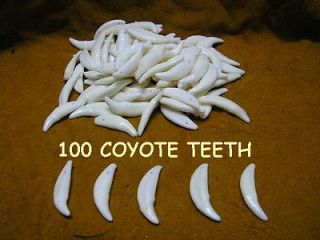 25 COYOTE TEETH DRILLED AKA BRUSH WOLF BEADS JEWELRY CRAFTS TAXIDERMY